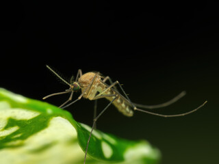 Mosquito on the leaf