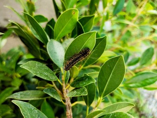 butterfly on a leaf