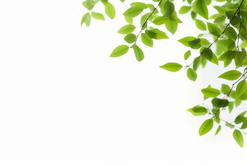 natural green leaves frame, Generative AI