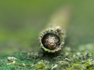 Bagworms look like they are sleeping in a sleeping bag on the mossy ground