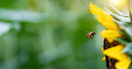 Honey bee working on sunflower