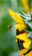 Honey bee working on sunflower