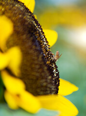 Honey bee working on sunflower