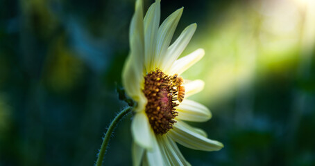 Honey bee working on sunflower