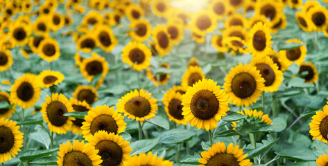 Background of beautiful sunflowers field
