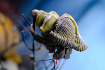 Macro Photography. Animal Close up. Macro photo of a Big Hermit crab (Coenobita Brevimanus) stuck on a branch. Animal Behaviour. Shot in Macro lens