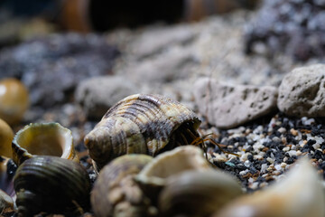 Macro Photography. Animal Close up. Macro photo of a Hermit crab (Coenobita Brevimanus) among a pile of shells. Animal Behaviour. Shot in Macro lens