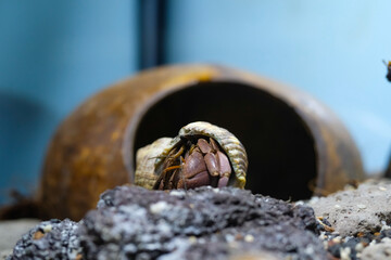 Macro Photography. Animal Close up. Macro photo of a Red Hermit crab, Coenobita Rugosus, walking in front of a coconut shell. Shot in Macro lens