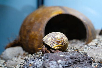 Macro Photography. Animal Close up. Macro photo of a Red Hermit crab, Coenobita Rugosus, walking in front of a coconut shell. Shot in Macro lens