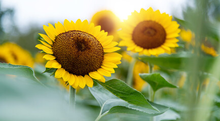 Sunflowers blooming in the field