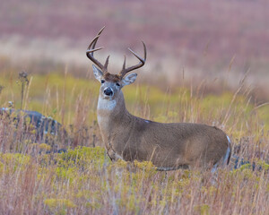 White-tailed Deer male