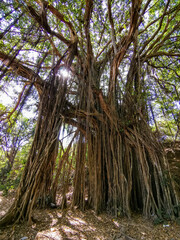 Big banyan or Indian ficus in Goa in India. A beautiful huge banyan tree in the Indian jungle near Arambol beach. Banyan, considered a sacred tree, is highly revered in India.