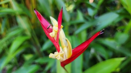 Orchid Flower