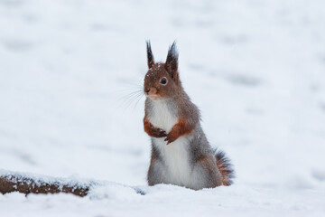 rred squirrel stands on its hind legs in the snow in winter