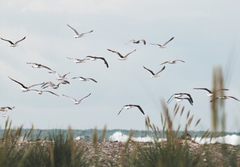 flock of flying seagulls in the dunes over the North Sea