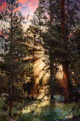 Pine trees in wildflower field with sun flare