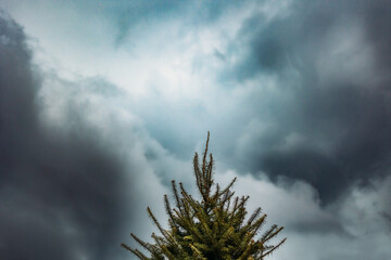 Top of pine tree with storm clouds