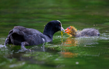 Australian coot mother feeding chick with waterseed in water. Auckland.