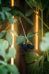Blackberries on vine with sunset light