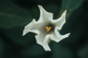 Close Up Blooming White flower