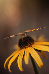 Butterfly sitting on yellow coneflower