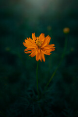 Orange Cosmo Flower Spring High Quality