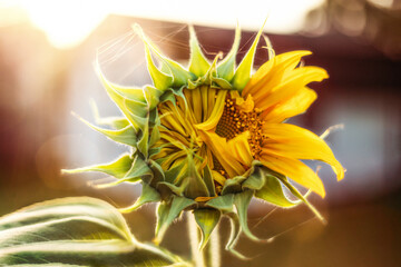 Sunflower with spiderwebs in backlight