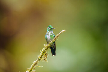 Green-crowned Brilliant Perching in the Cloud Forest of Panama