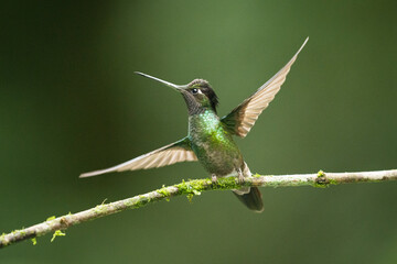 Fototapeta premium Green-crowned Brilliant Hummingbird About to Fly