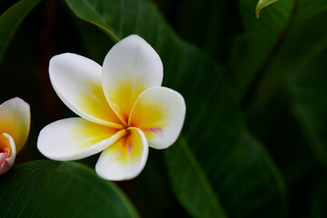 Close-up view of white frangipani flower blooming on green leaves