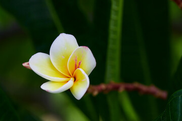Close-up view of white frangipani flower blooming on green leaves