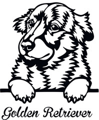 Golden Retriever Peeking Dog - head isolated on white