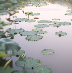 pastel colored water lilies in water with reflections of clouds