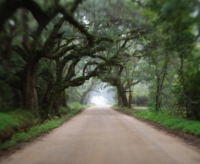 Naklejka premium Oak Tree tunnel road to Botany Bay Plantation in Edisto Island