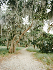 spanish moss draped oak trees trail in Goose Creek State Park NC