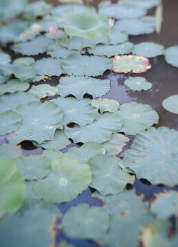 Water lilies in Winston Salem NC