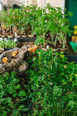 Starting the garden from seed