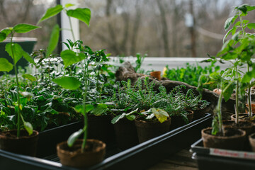 Starting the garden from seed