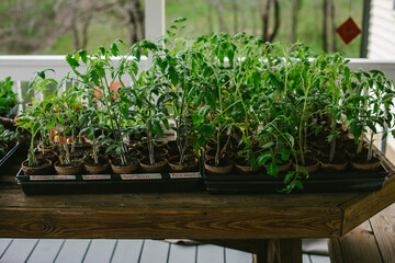 A variety of tomato plants grown from seed