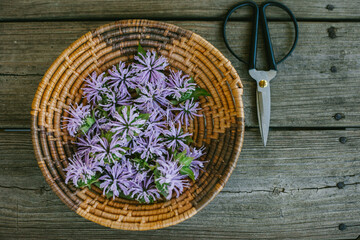 Fresh Purple Bee Balm Flowers with Scissors on a wooden background