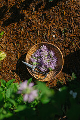 Fresh Purple Bee Balm  Cut from the Garden in a Wooden Basket