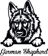 German Shepherd Peeking Dog - head isolated on white