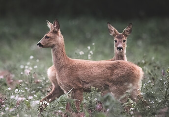 Naklejka na ściany i meble Two roe deer (Capreolus capreolus) in the field