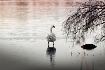 swan is standing on a lake