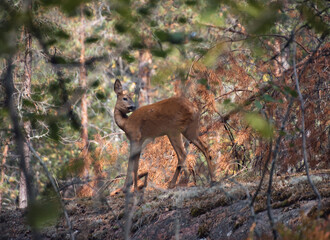 Roe deer, capreolus capreolus, standing on the forest