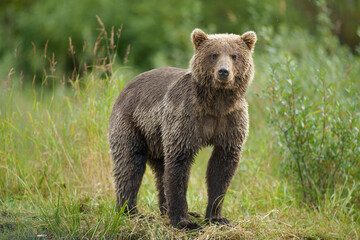 Brown Bear in National Park Fishing