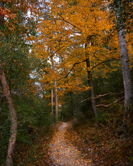 Obraz premium Autumn Trail with Foliage and Peaceful scenery