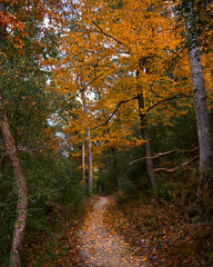 Autumn Trail with Foliage and Peaceful scenery