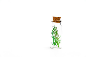 close-up of a glass jar with branches of fresh dill