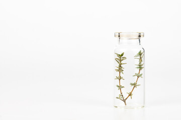 close-up of a glass jar with sprigs of fresh thyme